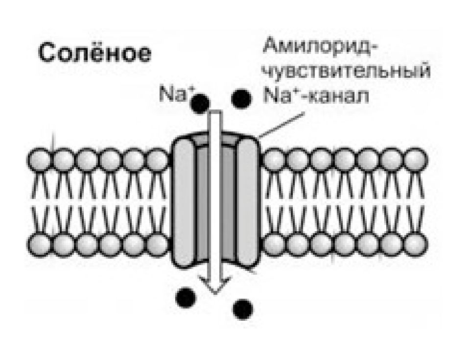 Вкусовая сенсорная система презентация