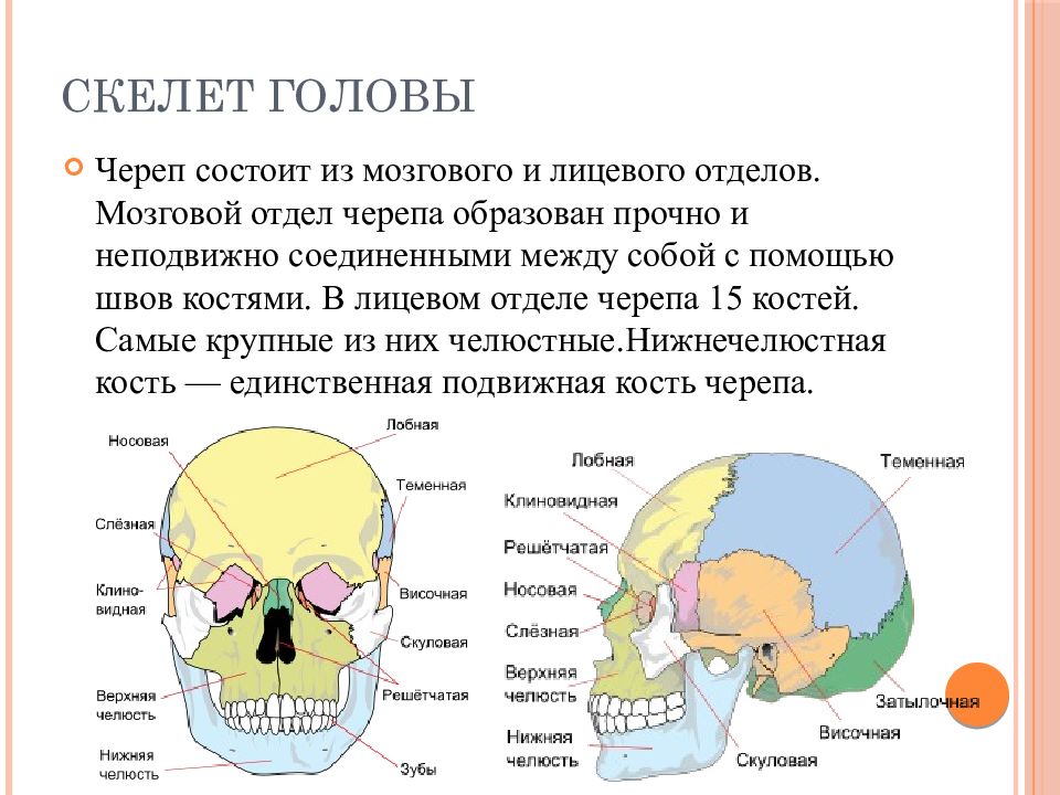 Отдел скелета череп особенности строения функции. Скелет головы мозговой отдел кости. Строение мозгового отдела черепа человека. Скелет мозговой и лицевой отделы черепа человека. Кости черепа мозговой отдел и лицевой отдел.