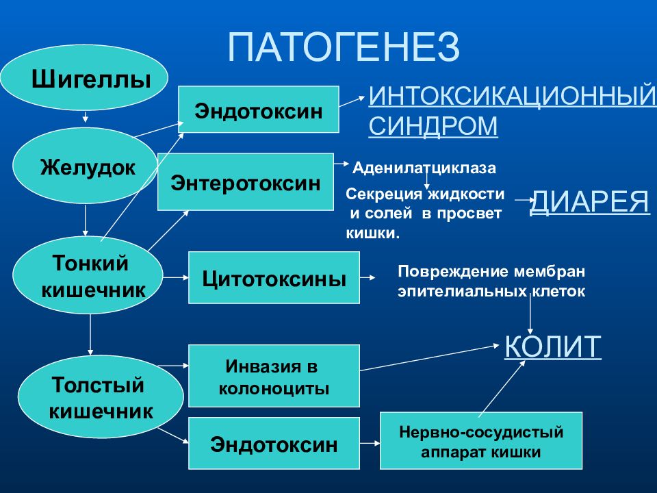 Патогенез картинка для презентации