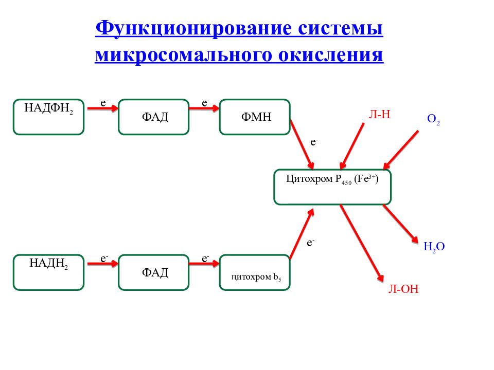 Схема редуктазной цепи окисления в микросомах