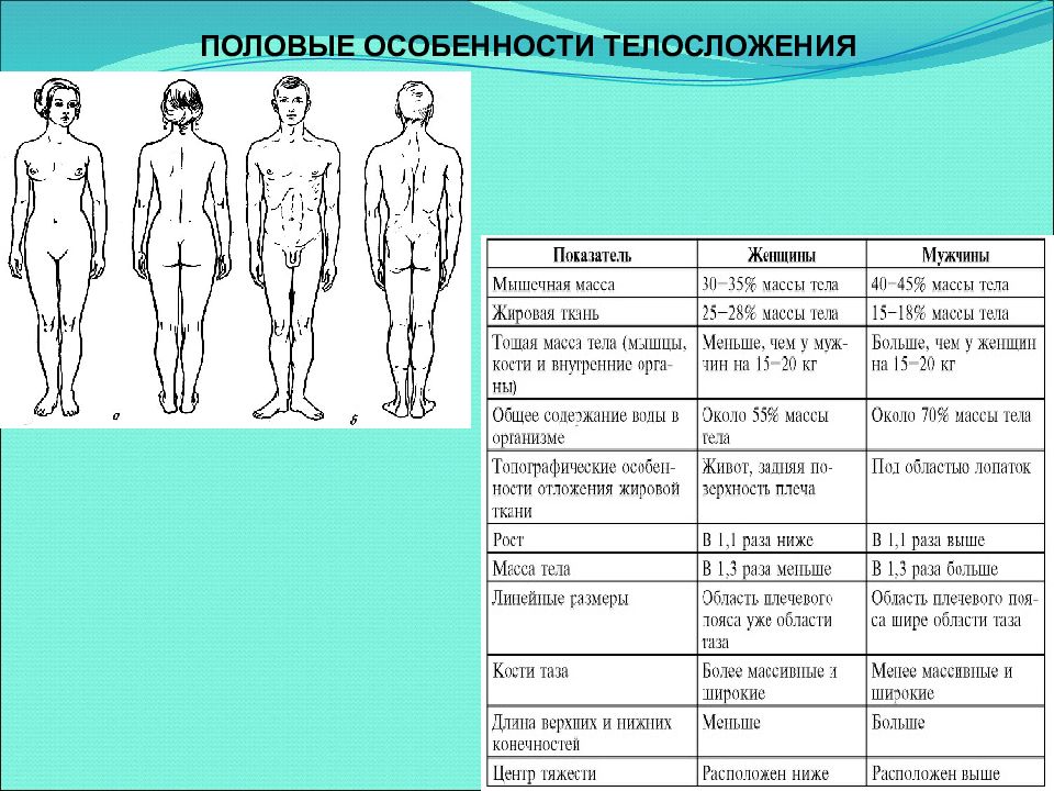 Характеристика мужского