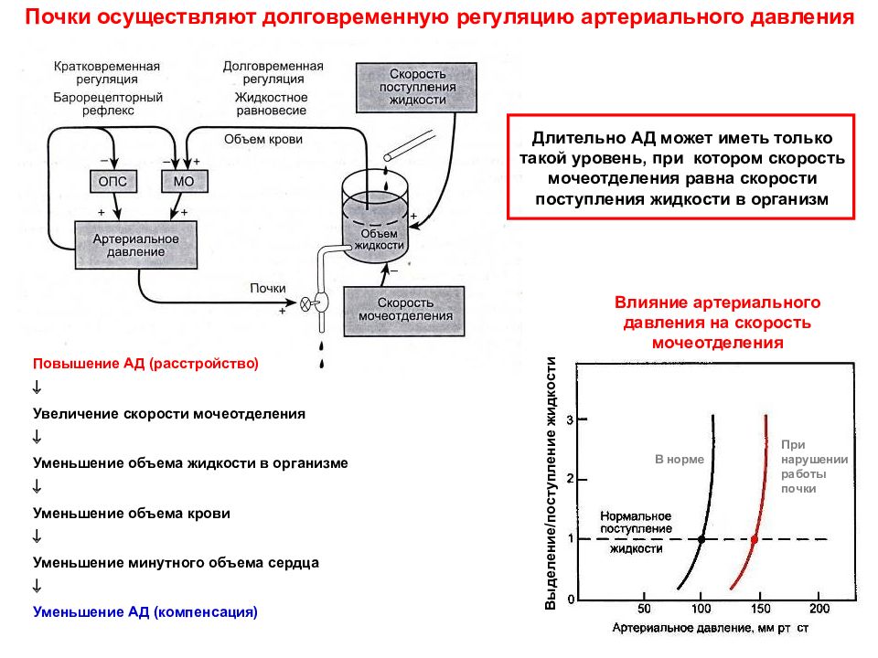 Уменьшение жидкости. Механизм регуляции артериального давления схема. Механизмы долговременной регуляции ад. Механизм регуляции артериального давления в почках. Системные механизмы регуляции артериального давления.