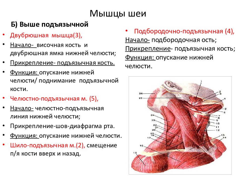 Подъязычная мышца. Мышцы шеи поверхностные подбородочно-подъязычная. Надподъязычные мышцы шеи таблица. Функции подъязычных мышц шеи. Мышцы подъязычной кости шеи функции.