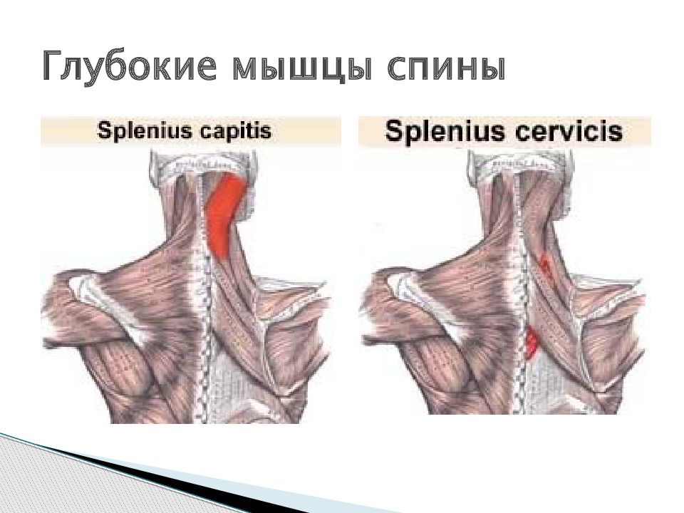 Глубокие мышцы спины анатомия латынь