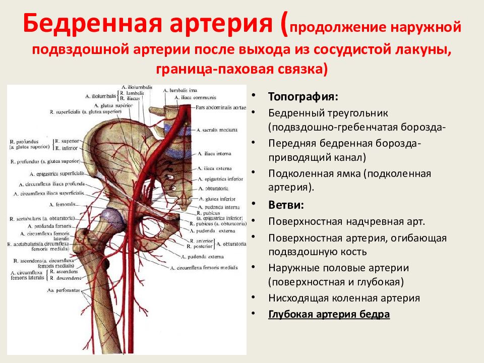 Правая подвздошная артерия. Бедренная артерия топография ветви области кровоснабжения. Наружная подвздошная артерия и Вена анатомия. Бифуркация бедренной артерии. Топография общей подвздошной артерии.