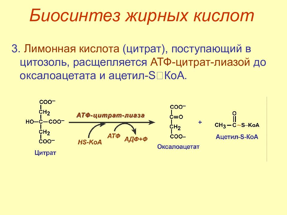 Синтез вжк биохимия схема