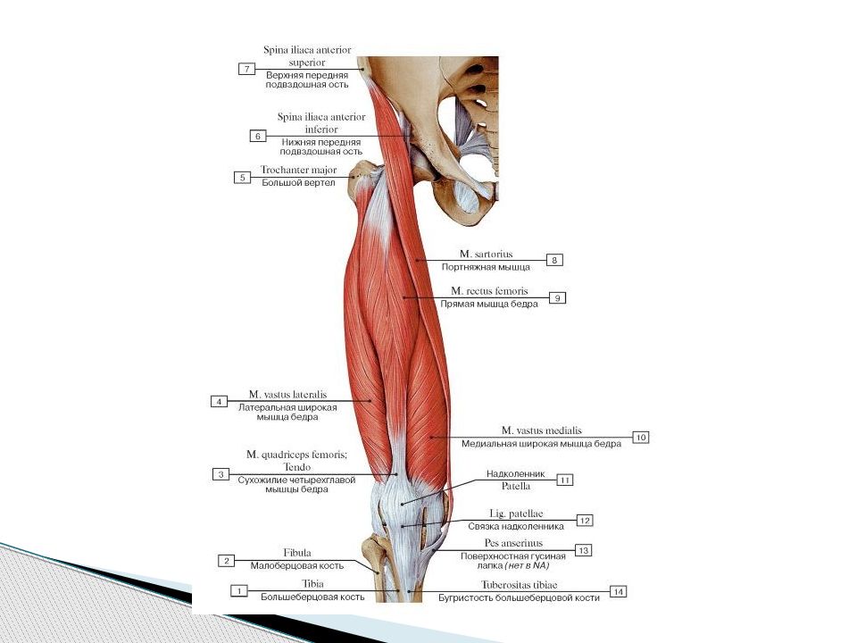 Прямая мышца бедра прикрепление