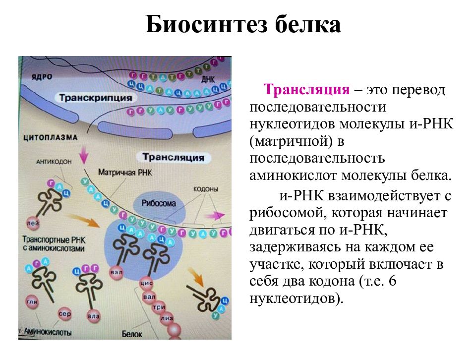 Схема трансляции синтеза белка