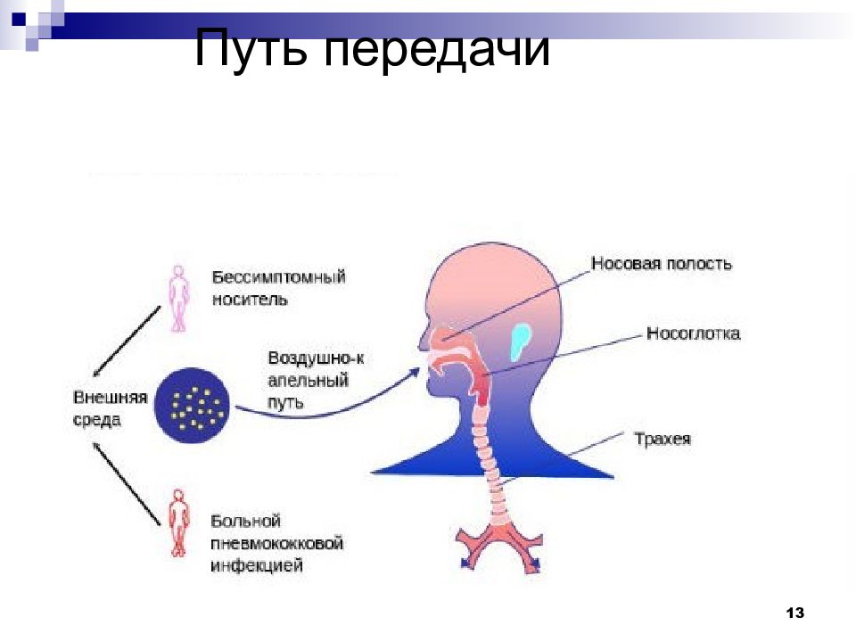 Пневмококковая инфекция картинки