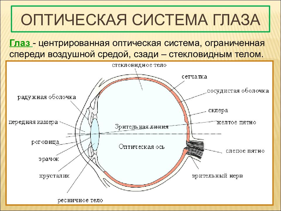 Оптическая система глаза. Оптическая система глаза презентация. Глаз как оптическая система картинки. Глаз как оптическая система зрение. Какое образование относят к оптической системе глаза