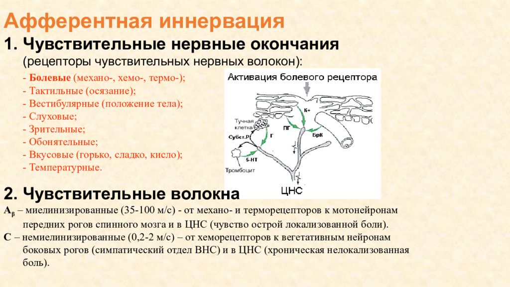 Иннервация это простыми словами. Чувствительное окончание нервного волокна. Чувствительные рецепторы нервные волокна. Окончания чувствительных нервных волокон образуют. Афферентная иннервация.