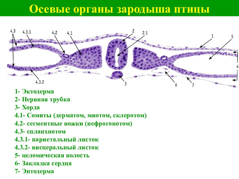 Схема дифференцировки нейрального зачатка