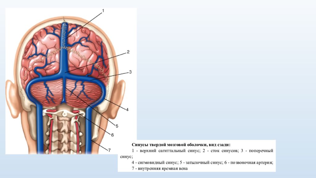 Синусы вен. Поперечный синус твердой мозговой оболочки.