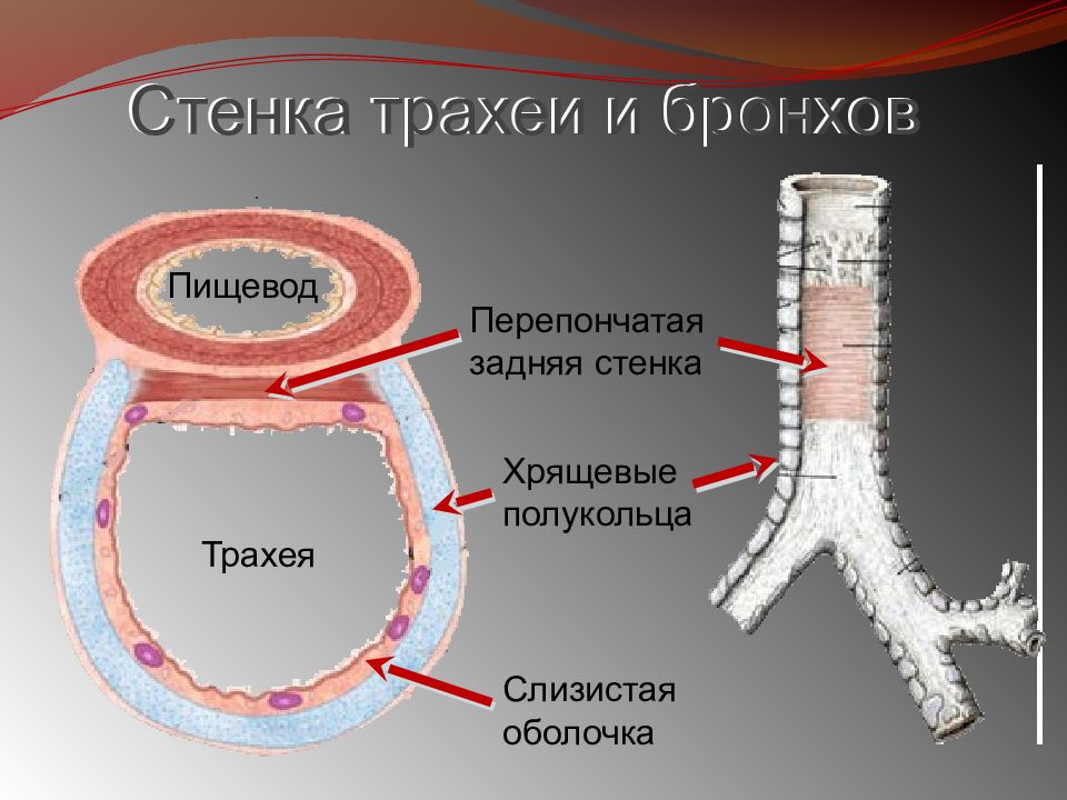 Трахеи сестра. Трахея. Строение трахеи человека. Стенка трахеи.