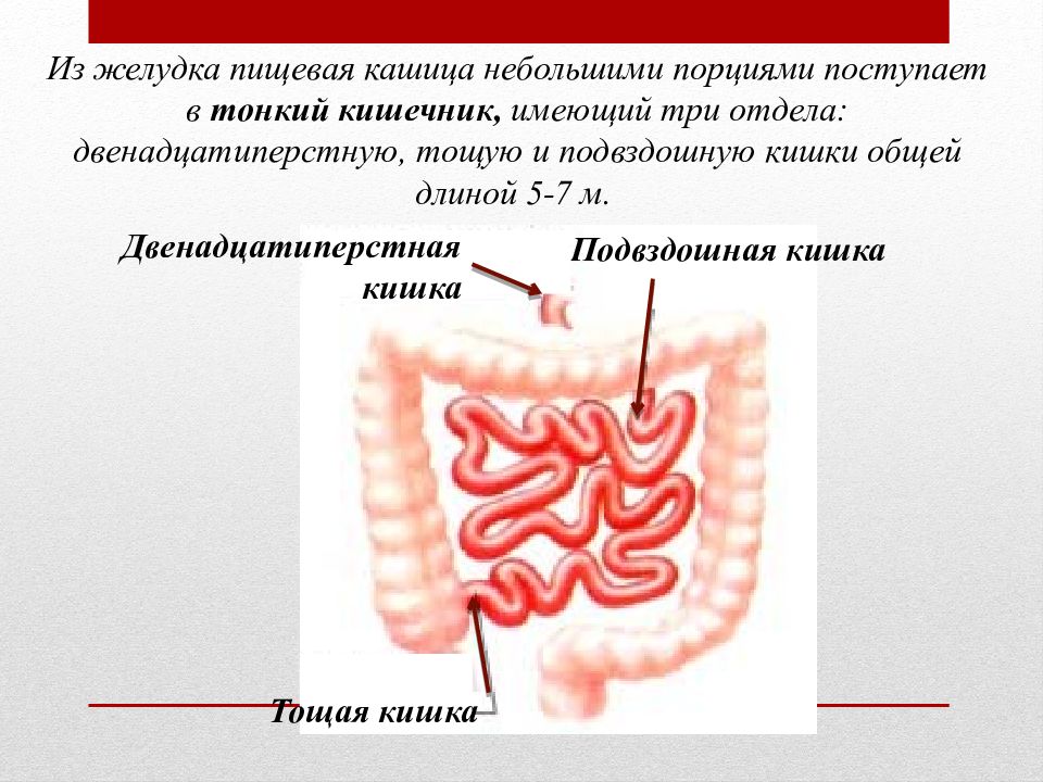 Презентация по тонкой кишке