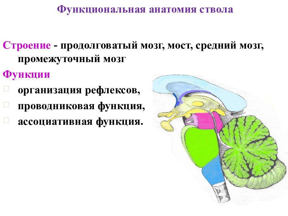 Функции среднего головного мозга человека. Средний мозг продолговатый мозг промежуточный мозг функции. Средний мозг анатомия функции. Функции среднего мозга анатомия. Средний мозг строение структура функции.