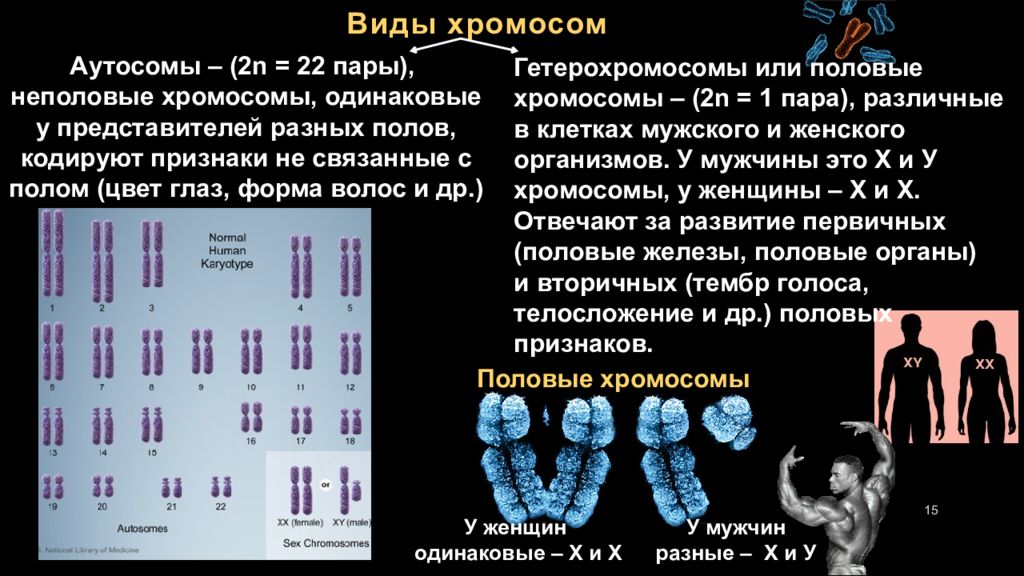 Х хромосома это мужская. Хромосомы человека. Виды хромосом. Хромосомы и их типы. Типы половых хромосом.