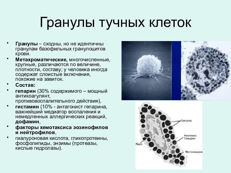 Презентация тучные клетки