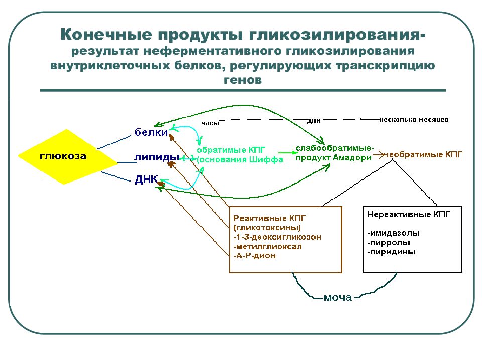 Конечные продукты белков. Конечные продукты гликозилирования. Конесный продукт гликолизировария. Конечный продукт трансляции и транскрипции. Транскрипция конечный продукт.