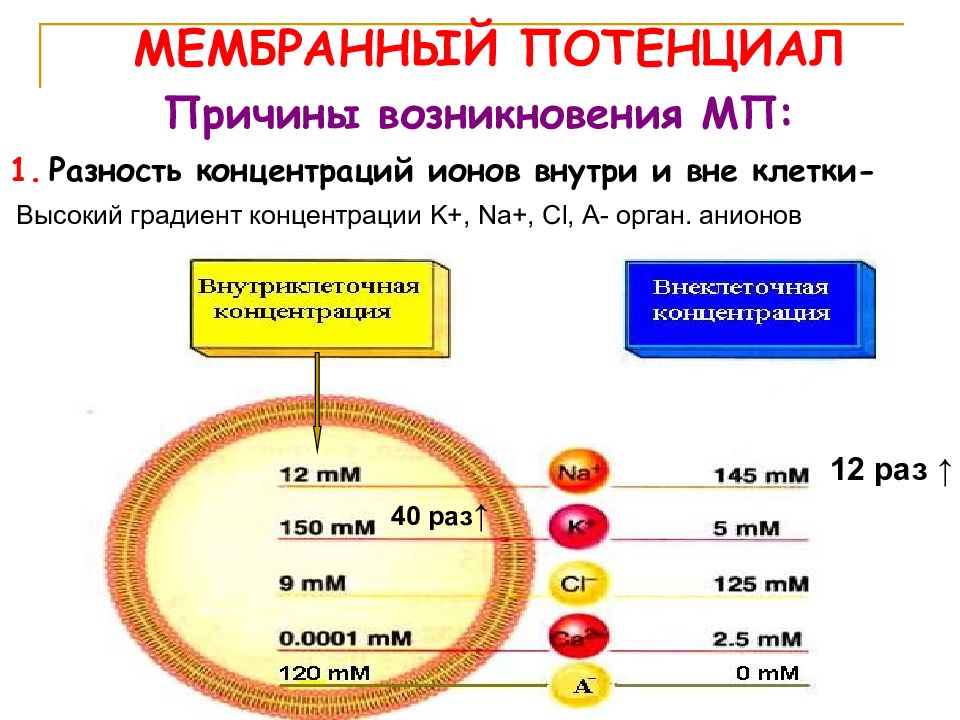 Вне клетки. Концентрации ионов в клетке и вне клетки. Градиент концентрации ионов мембранный потенциал. Концентрация ионов внутри и вне клетки. Соотношение ионов внутри и снаружи клетки.