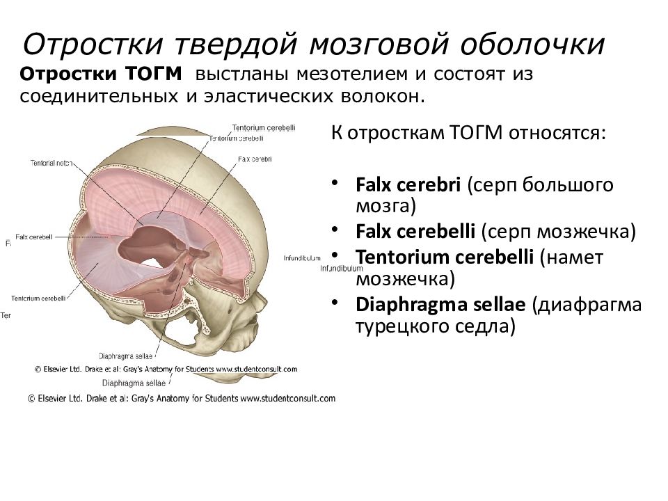 Оболочки головного мозга анатомия презентация