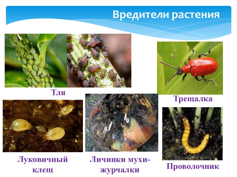 Развитие проволочника в картинках