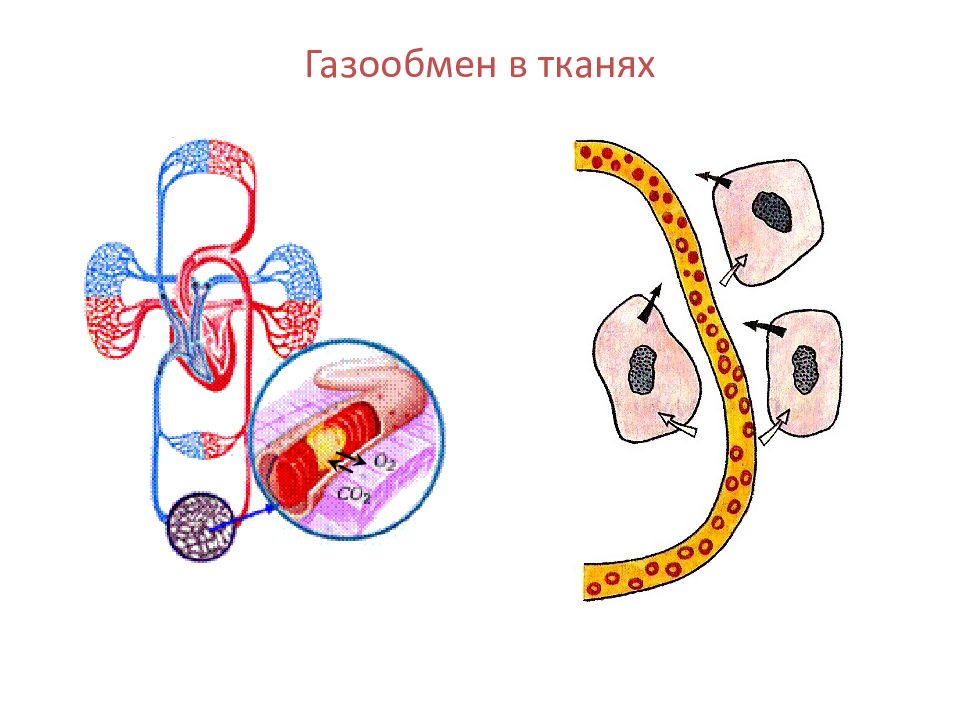 Дыхательная ткань