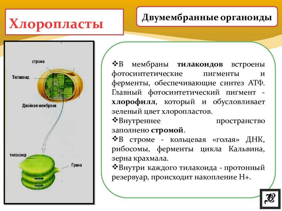 Органоид содержащий клеточный сок на рисунке