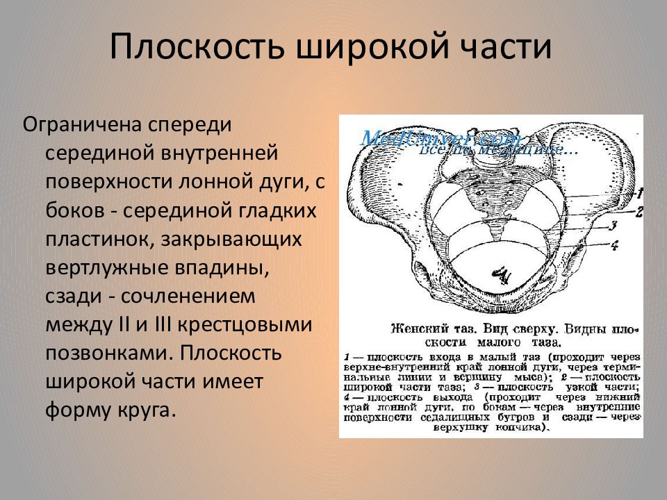 Внутренний край. Плоскость узкой части малого таза. Плоскость узкой части полости малого таза. Плоскость широкой части малого таза. Малый таз с акушерской точки зрения.