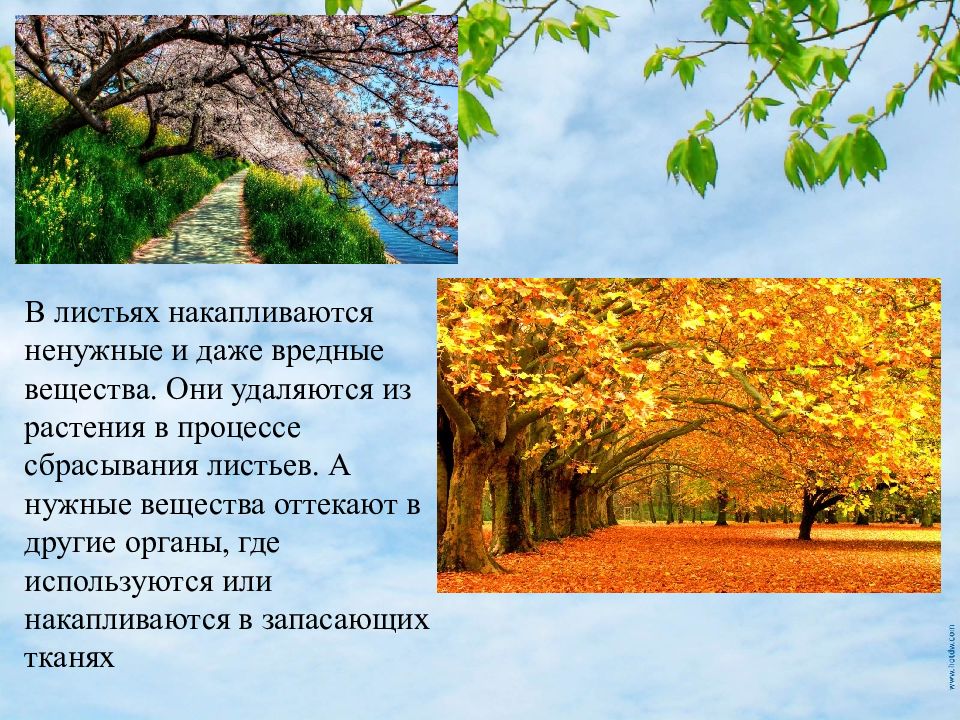 Вещества в листьях. Накапливаются вредные вещества в листьях. Вредные вещества у растений накапливаются в. Сигналы растений наступления листопада. Вредные вещества накапливаются в цветках.