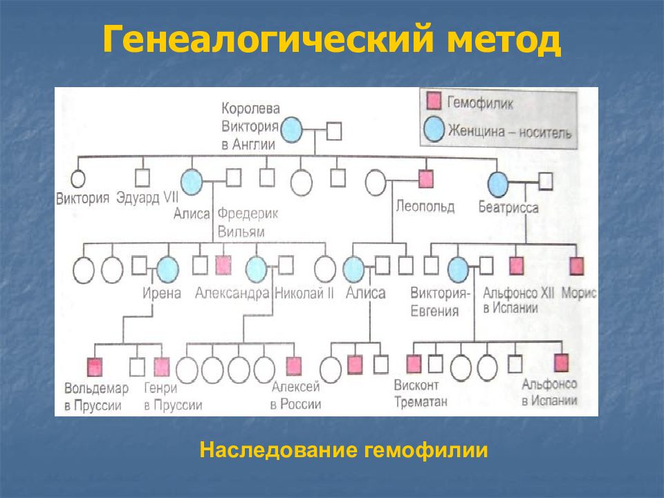 Генеалогический метод изучения генетики человека презентация