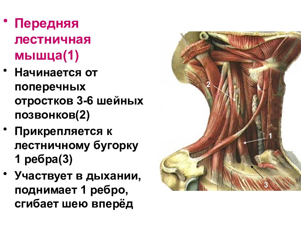 Где находится лестничная мышца у человека картинки