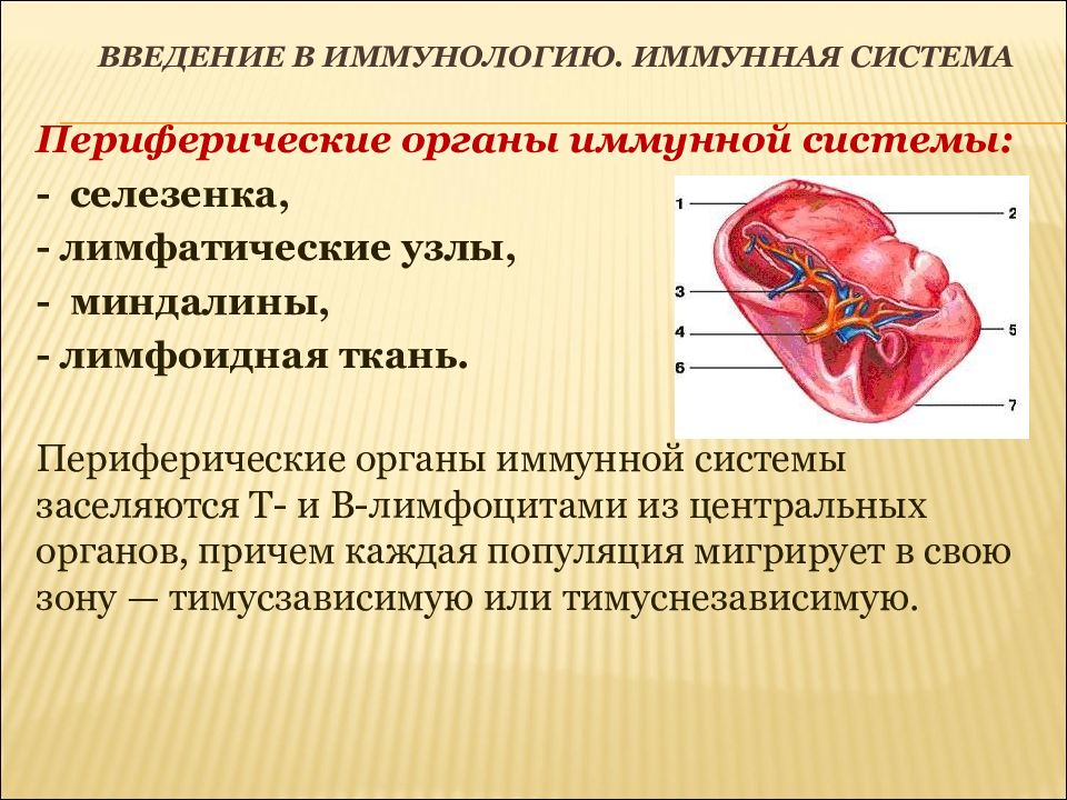 Иммунная система гистология презентация