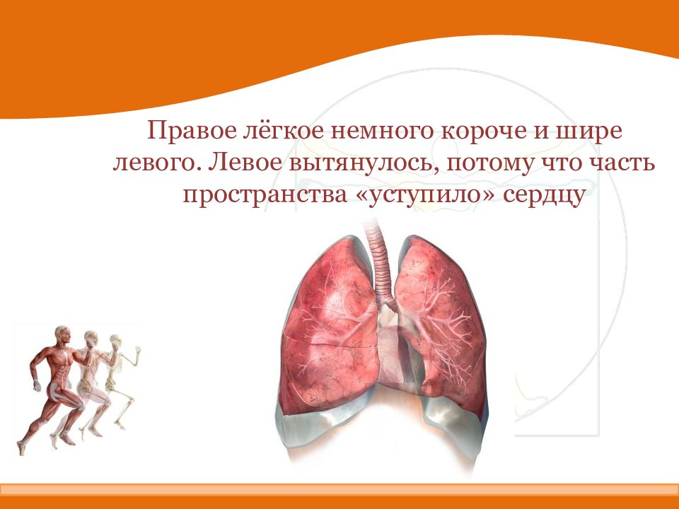 Левое меньше. Правое лёгкое. Лёгкое, правое лёгкое. Правое легкое шире и короче. Правое и левое легкое.