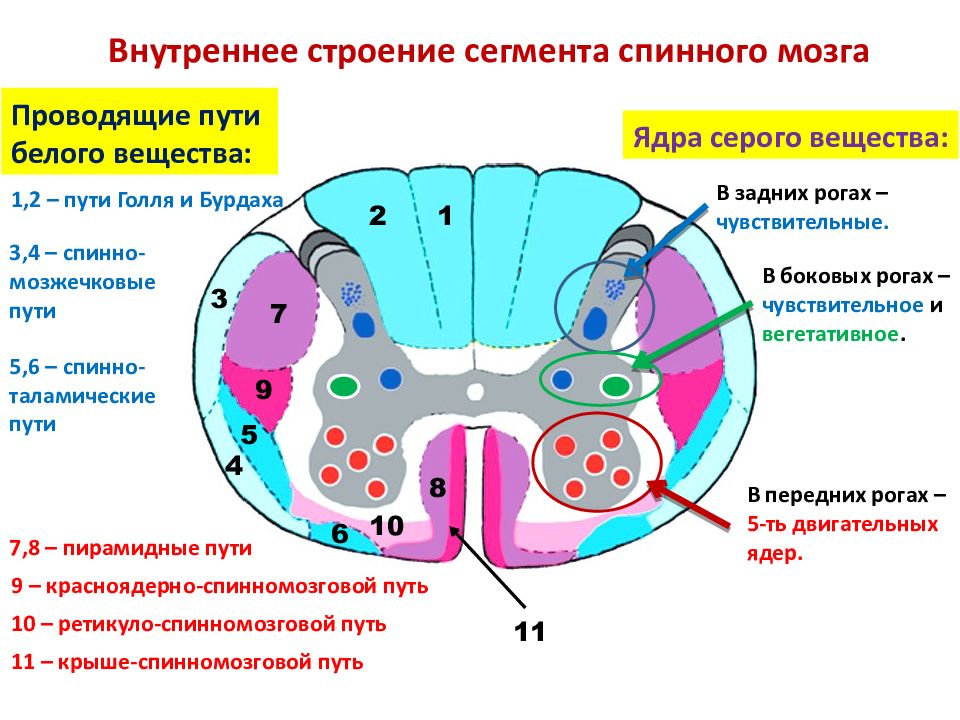 Проводящая спинной мозг. Структура ядер сегмента спинного мозга. Строение серого вещества спинного мозга анатомия. Ядра серого вещества спинного мозга анатомия. Структуры внутреннего строения спинного мозга.