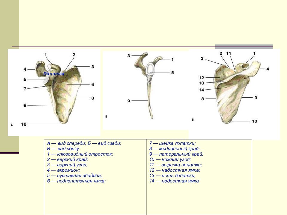 Стороны лопатки. Лопатка анатомия вид сбоку. Строение лопатки вид спереди. Строение лопатки спереди и сзади. Строение правая лопатка вид сзади.