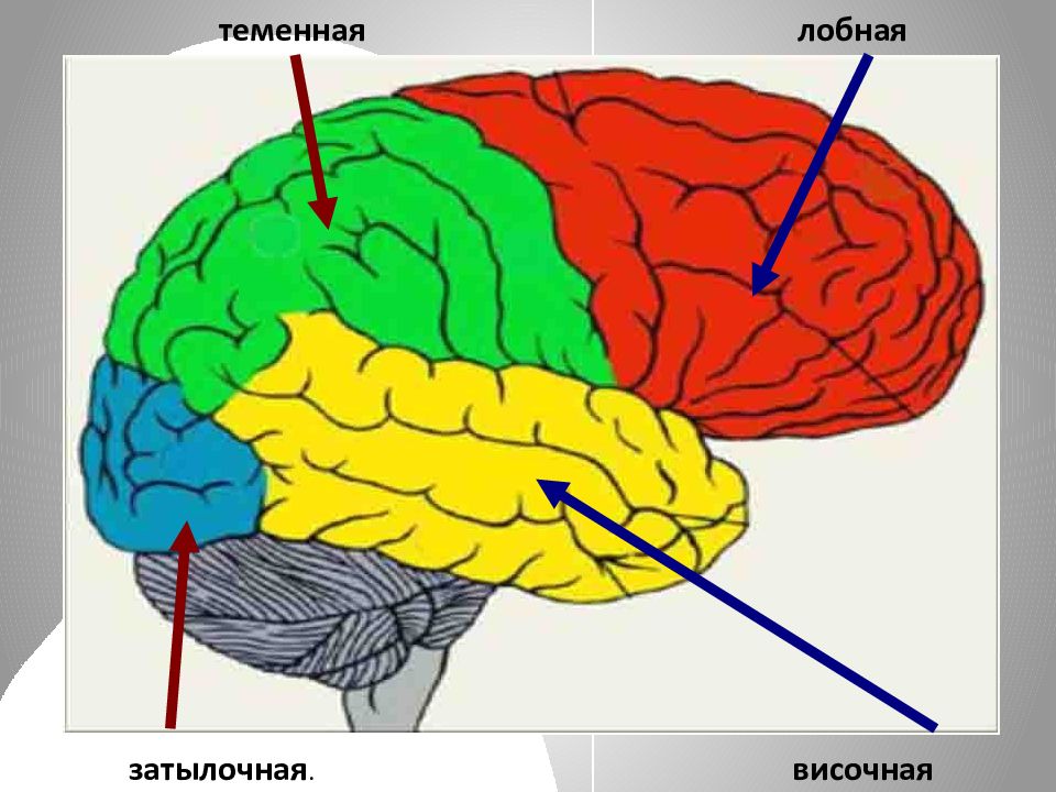 Затылочная доля презентация