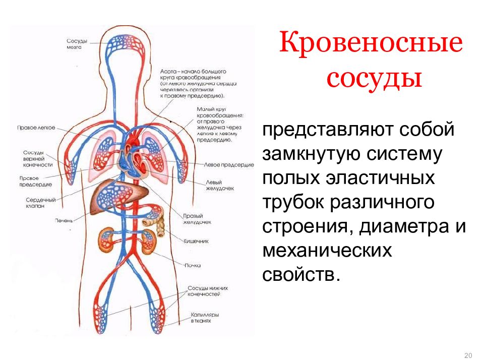 Сердечно сосудистая система гистология презентация