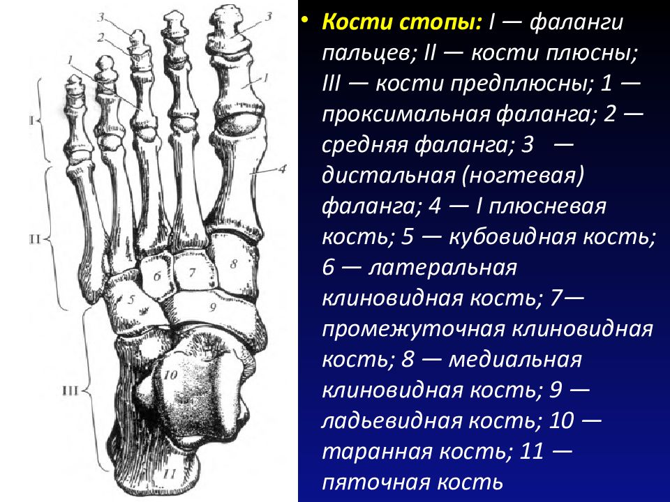 Фаланги стопы. Анатомия дистальная фаланга 1 пальца стопы. Медиальная клиновидная кость стопы. Ладьевидная кость стопы плюсна. Стопа анатомия плюсна предплюсна.