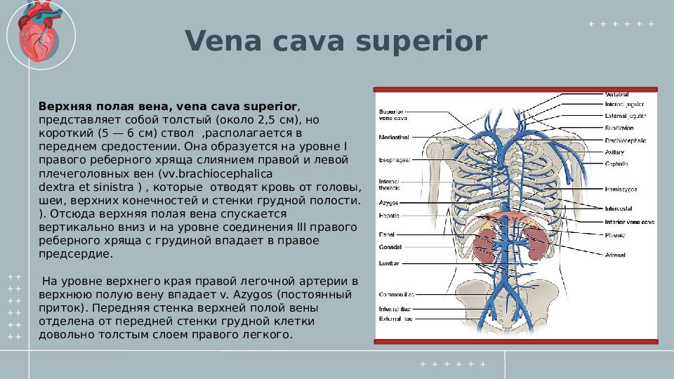 Вены большого круга