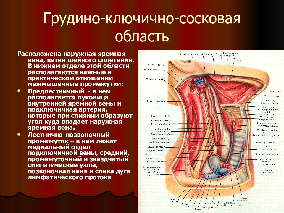 Грудино. Грудино-ключично-сосковая мышца. Предлестничное пространство шеи анатомия. Предлестничное пространство шеи топографическая анатомия. Межмышечные пространства шеи их содержимое.