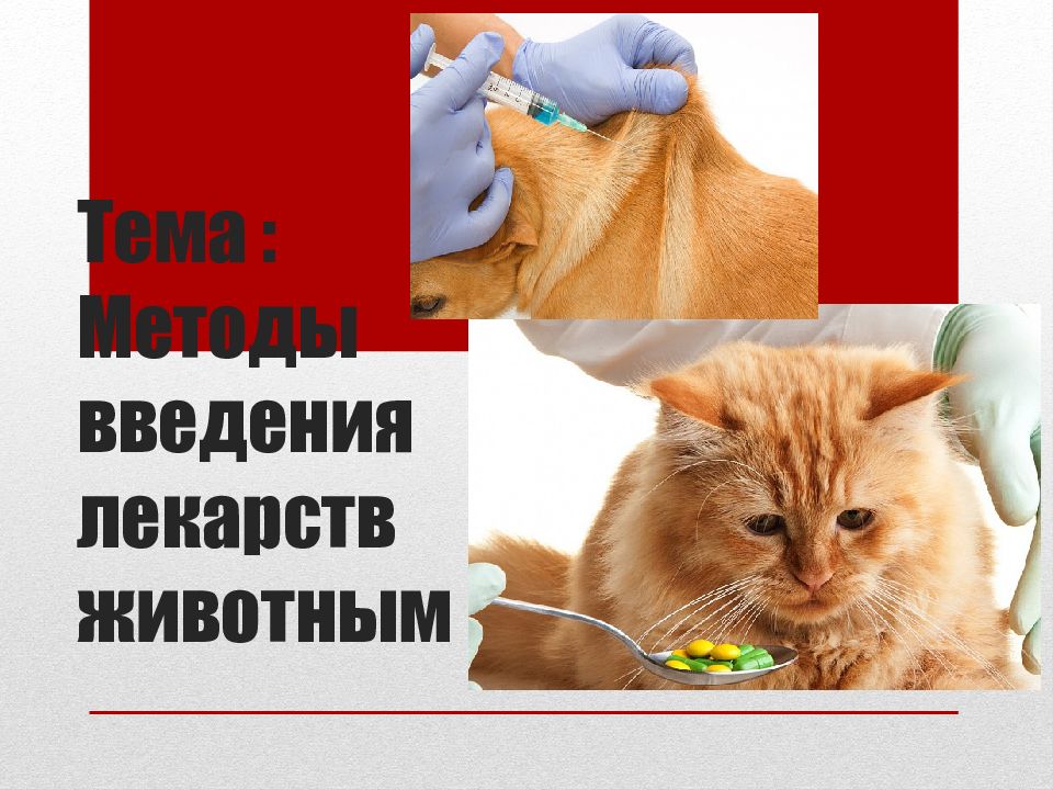 Тема : Методы введения лекарств животным