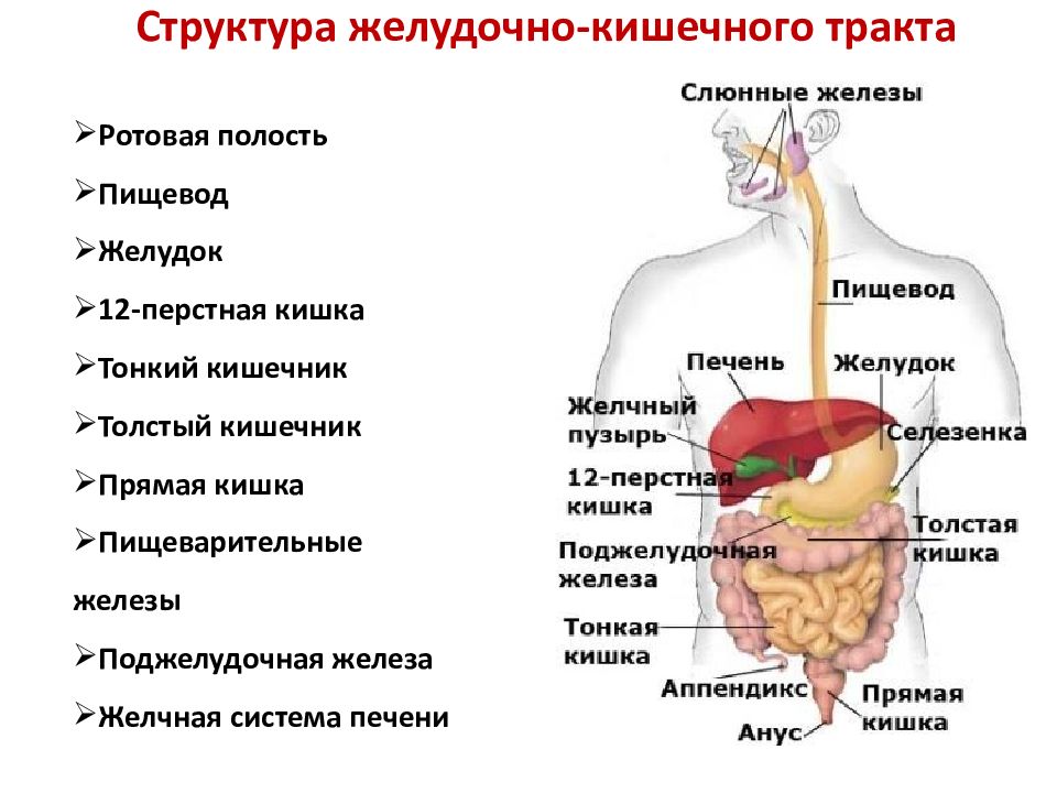 Строение жкт человека в картинках