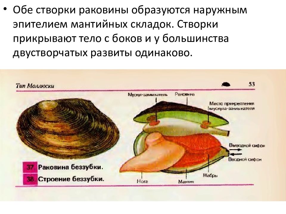 Рассмотрите рисунок с изображением раковин моллюсков