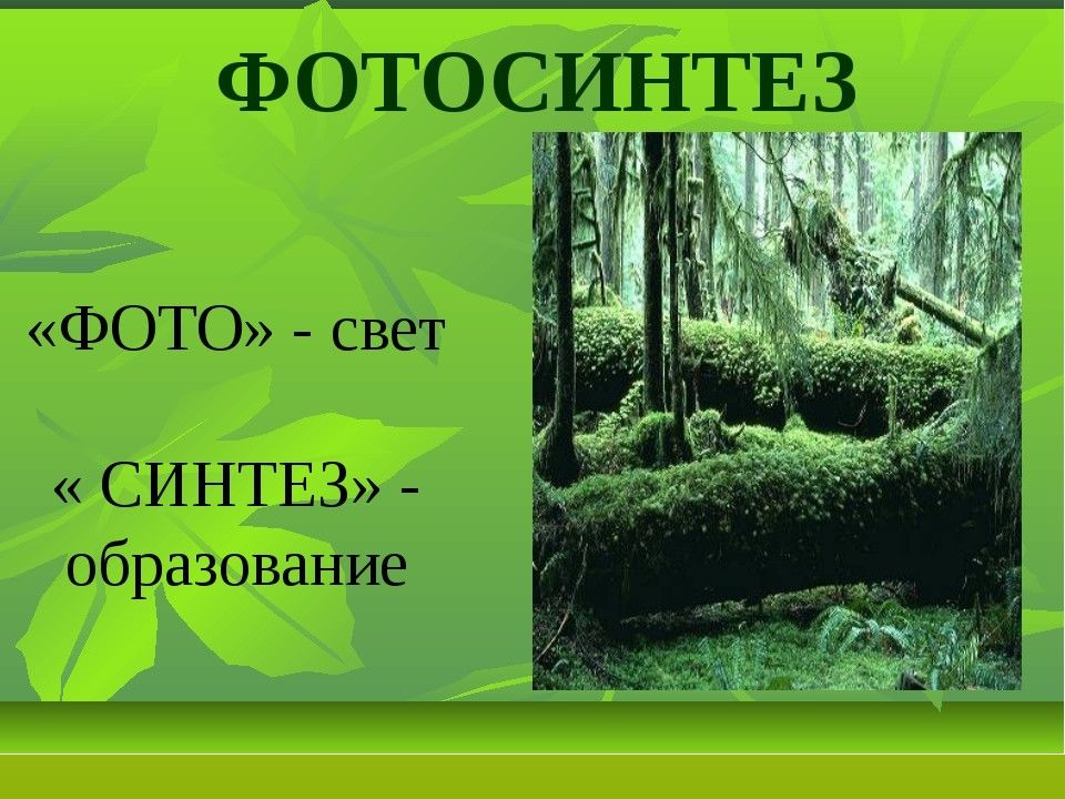 Фотосинтез урок презентация