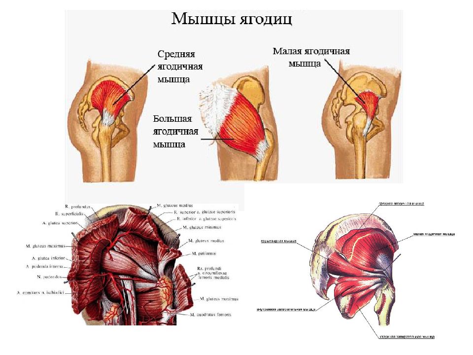 Мышцы таза. Мышцы тазового пояса. Мышцы таза средняя ягодичная. Малая ягодичная мышца таза. Мышцы таза внутренняя группа и наружная группа.