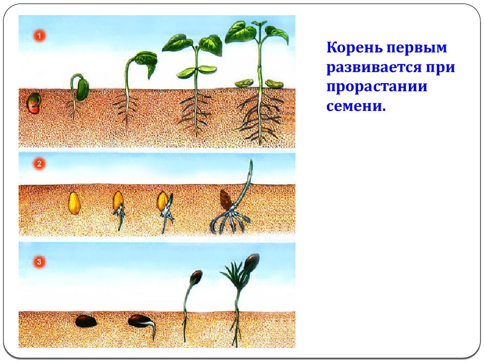 Первым из семени появляется. Прорастание семян огурца схема. Прорастание семян рисунок. Стадии прорастания спор. Как развивается растение схема огурец.