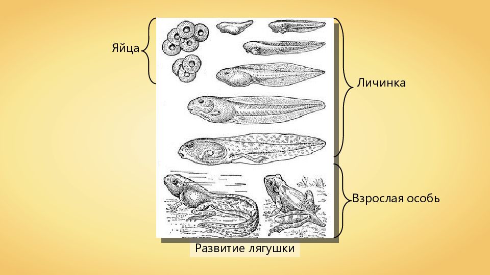 Взрослая особь. Развитие с превращением у животных. Развитие животных с превращением и без превращения. Развитие животных без превращения 7 класс. Личинки и взрослые особи.