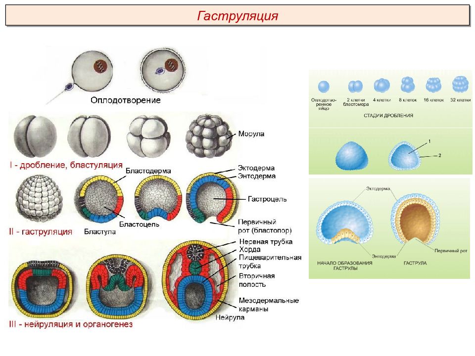 Дробление бластула гаструляция. Этапы онтогенеза бластула. Онтогенез гаструляция. Онтогенез дробление гаструляция. Онтогенез морула бластула.