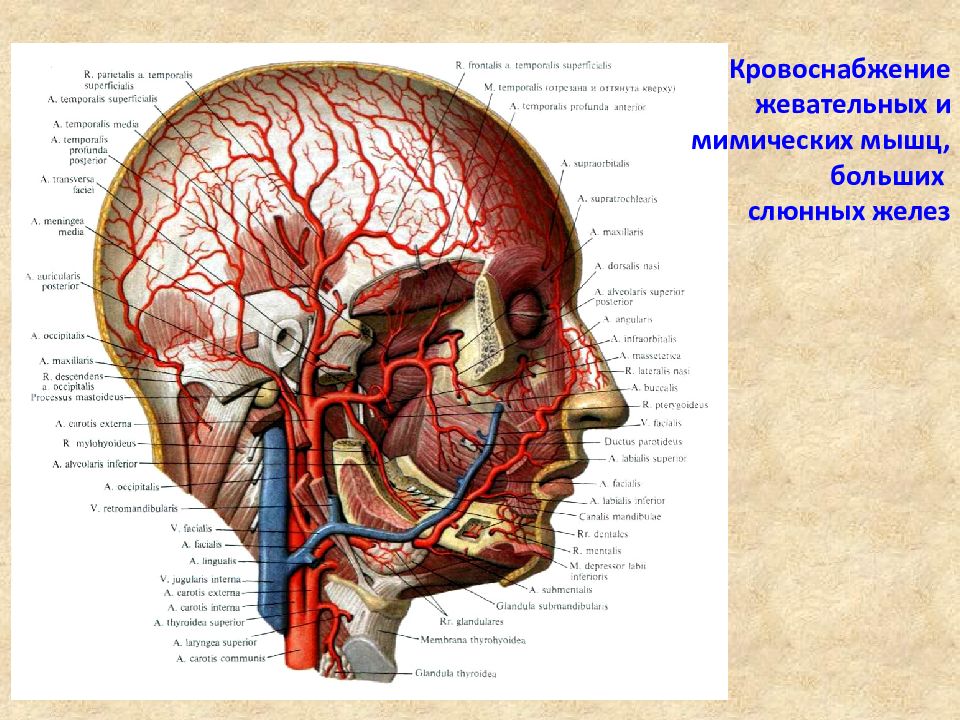 Кровоснабжение носа презентация